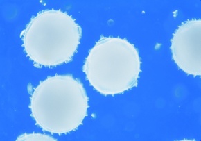 膨潤花粉 Corvet Photo Agency