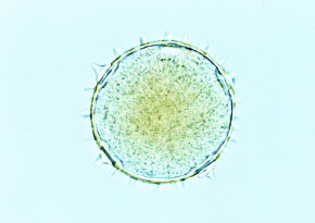 カボチャ属 Corvet Photo Agency