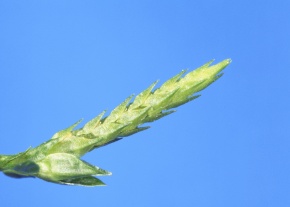 アバランシェ　ヒカゲノカズラ ヒカゲノカズラ植物門 | Corvet Photo Agency