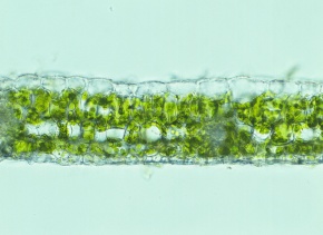 落葉様 確認用ページ Amazon.co.jp: KOOPRO ベッドガード サポ-ト脚 人感センサー