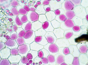 原形質分離 Corvet Photo Agency