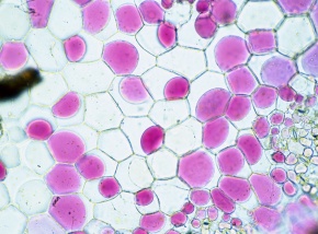 ユキノシタ属 Corvet Photo Agency