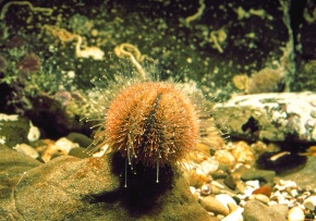 Temnopleurus alexandri　アルビノ個体　ウニ　殻 サンショウウニ 科 Family: Temnopleuridae | UNI CLUB