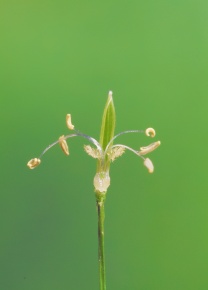 数量は多い ヴェロヴァ 小さな花 陶芸 - www.fullgauge.com