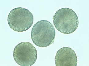 膨潤花粉 Corvet Photo Agency