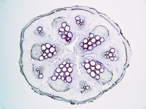 カボチャ属 Corvet Photo Agency