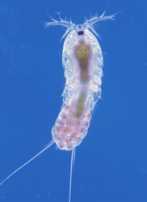 シオダマリミジンコ属 Corvet Photo Agency