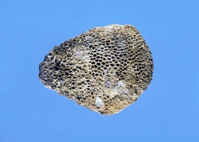 蜂の巣サンゴの化石