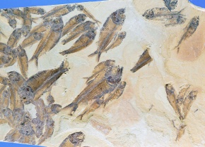 化石 Corvet Photo Agency