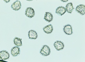 ヒカゲノカズラ科 | Corvet Photo Agency