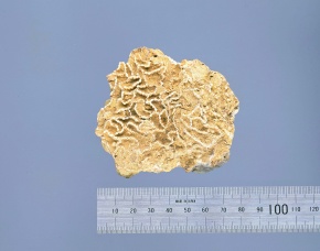 シルル紀 | Corvet Photo Agency