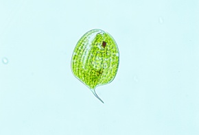 ミドリムシ Limonica | Control Thrips and Whitefly | Predatory Mites