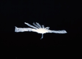 ツツイカ目 Corvet Photo Agency