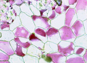 原形質分離 Corvet Photo Agency