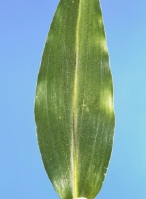 平行脈 Corvet Photo Agency