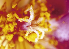 杉の花粉 ④ 花粉 | Corvet Photo Agency