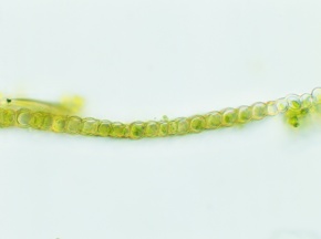 一枚の葉 金蓮葉 きんれんぱ 8cm前後 - ＜公式サイト＞ 料理あしらい専門