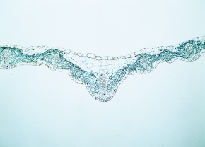 一枚の葉 金蓮葉 きんれんぱ 8cm前後 - ＜公式サイト＞ 料理あしらい専門