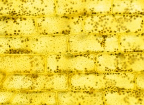 Egeria Corvet Photo Agency