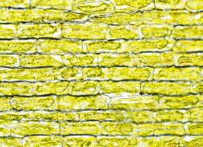 原形質分離 Corvet Photo Agency