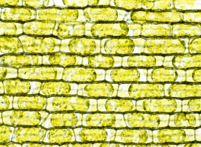 オオカナダモの原形質復帰の写真を見る Corvet Photo Agency