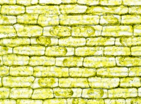 トチカガミ科 Corvet Photo Agency