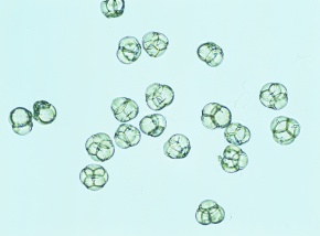 花粉 Corvet Photo Agency