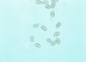 花粉 Corvet Photo Agency