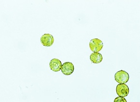 花粉管 Corvet Photo Agency