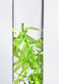 酸素 植物界 Corvet Photo Agency 酸素 植物界 Corvet Photo Agency