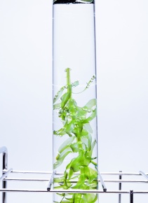 酸素 植物界 Corvet Photo Agency