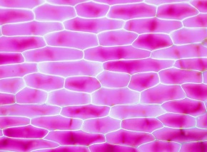 原形質分離 Corvet Photo Agency