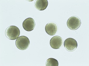 膨潤花粉 Corvet Photo Agency