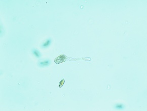 花粉管 Corvet Photo Agency