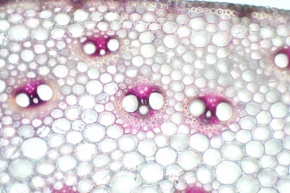 断面 | Corvet Photo Agency