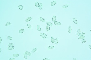 花粉 Corvet Photo Agency