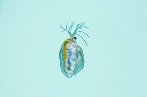 ミジンコハート ミジンコ科 | Corvet Photo Agency