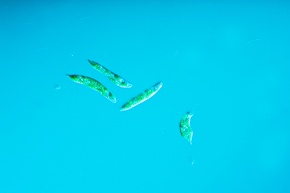 ミドリムシ科 | Corvet Photo Agency