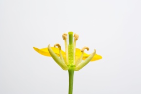 子房の断面 Corvet Photo Agency 子房の断面 Corvet Photo Agency