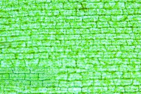 トチカガミ科 Corvet Photo Agency