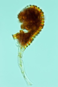 胞子嚢 | Corvet Photo Agency