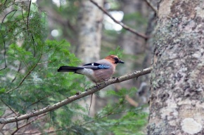 カケス属 | Corvet Photo Agency