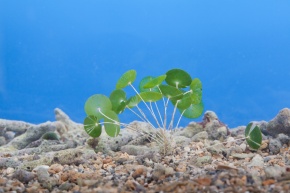 カサノリ目 Corvet Photo Agency