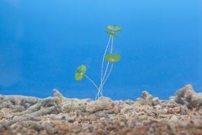 カサノリ目 Corvet Photo Agency