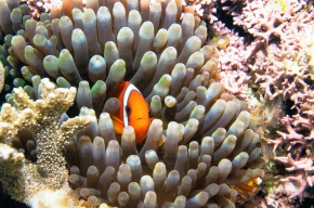 クマノミ属 | Corvet Photo Agency