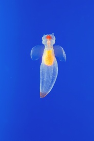 Clione | Corvet Photo Agency