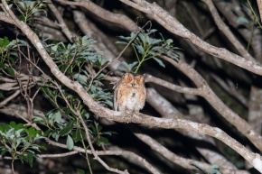 コノハズク属 | Corvet Photo Agency