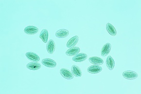 花粉 Corvet Photo Agency