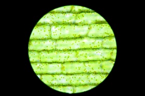 顕微鏡の使い方 Corvet Photo Agency