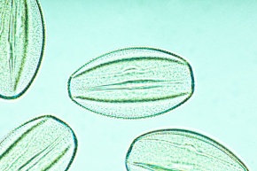 ヘチマ属 Corvet Photo Agency